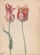 Georg Flegel Two Tulips Germany oil painting artist